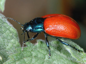 COLEOTTERI NEL FORUM - Chrysomelidae: Gen. Chrysolina